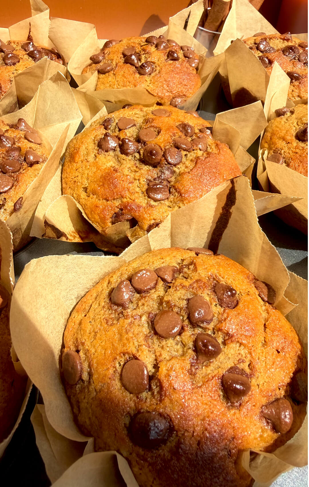 Close up of golden Banana Oat Chocolate Chip Muffins in tulip liners topped with chocolate chips, quick and easy high protein and high fiber muffins made with oat flour and lupin flour.